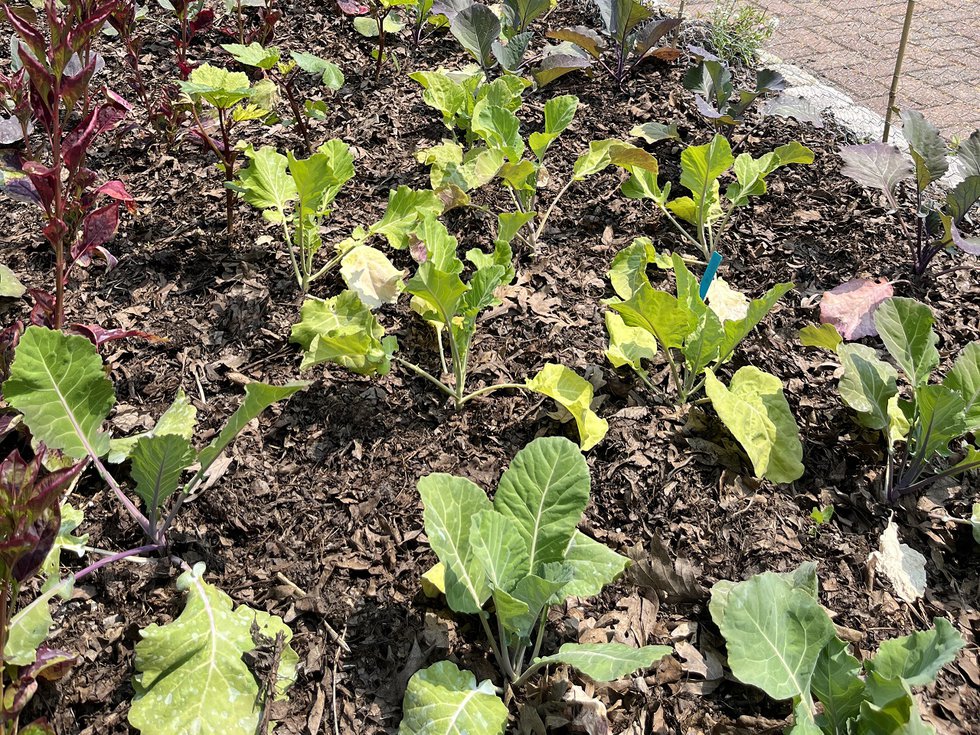 A bed of collards at Olbrich Gardens.