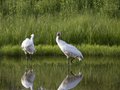 Two cranes in a pond.