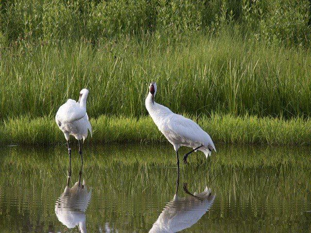 Two cranes in a pond.