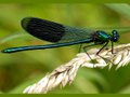 A damselfly on a plant.