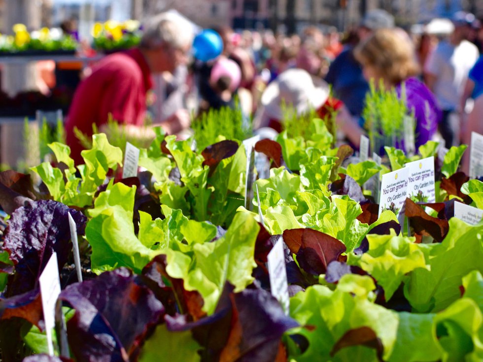 Lettuce plants in a display at the Dane County Farmers' Market.