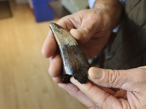 Hands holding a large tooth.