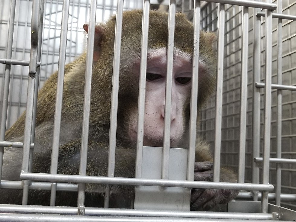 Cornelius -- UW-Madison Primate Lab