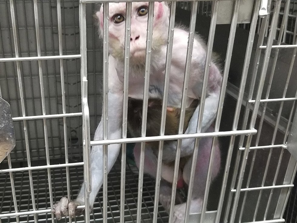 Princess - UW-Madison primate lab