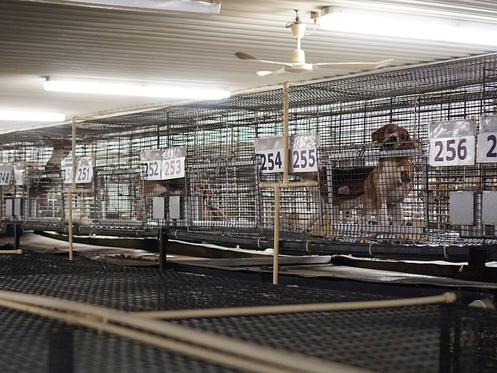 Beagles in cages at Ridglan Farms.