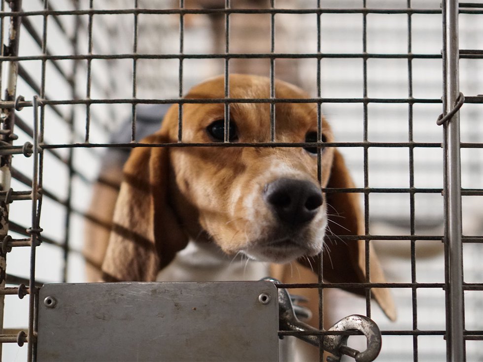 News-Ridglan-Farms-Beagle_crDirectActionEverywhere-04012024.jpg