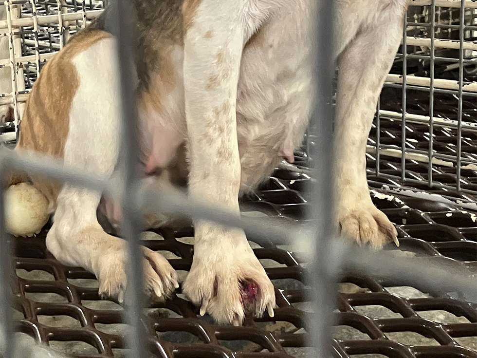A dog at Ridglan Farms with an injury on its paw.