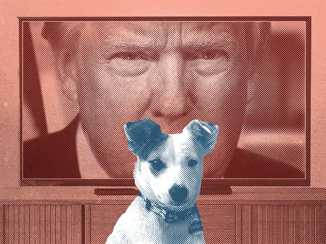 A dog in front of a TV showing Donald Trump.