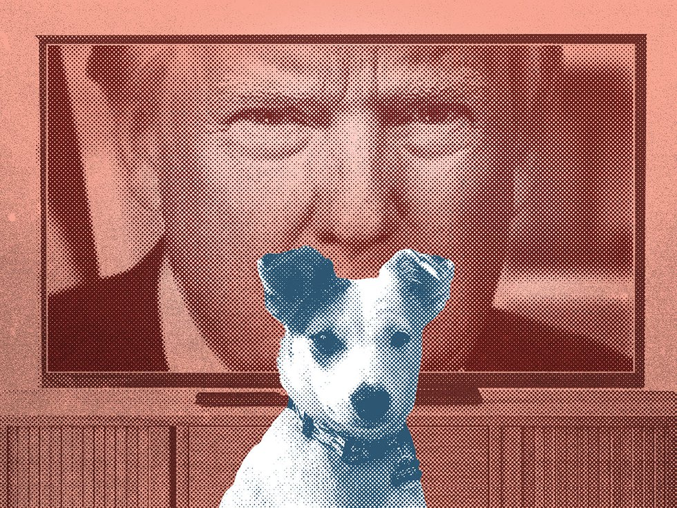 A dog in front of a TV showing Donald Trump.