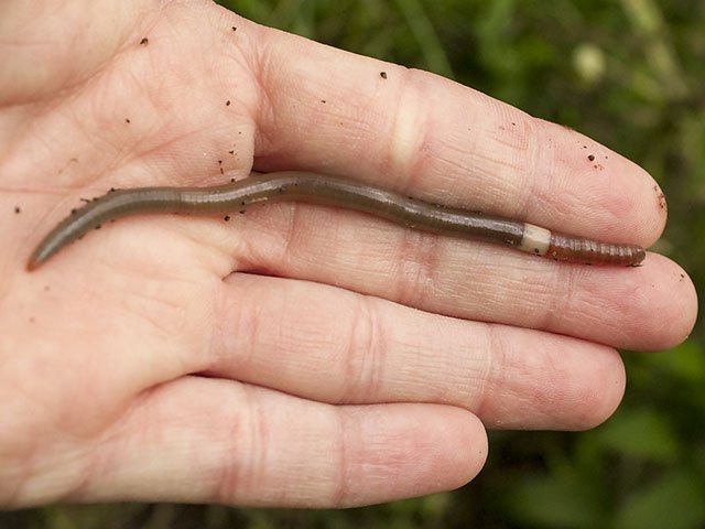 Science-Worms-10062016.jpg