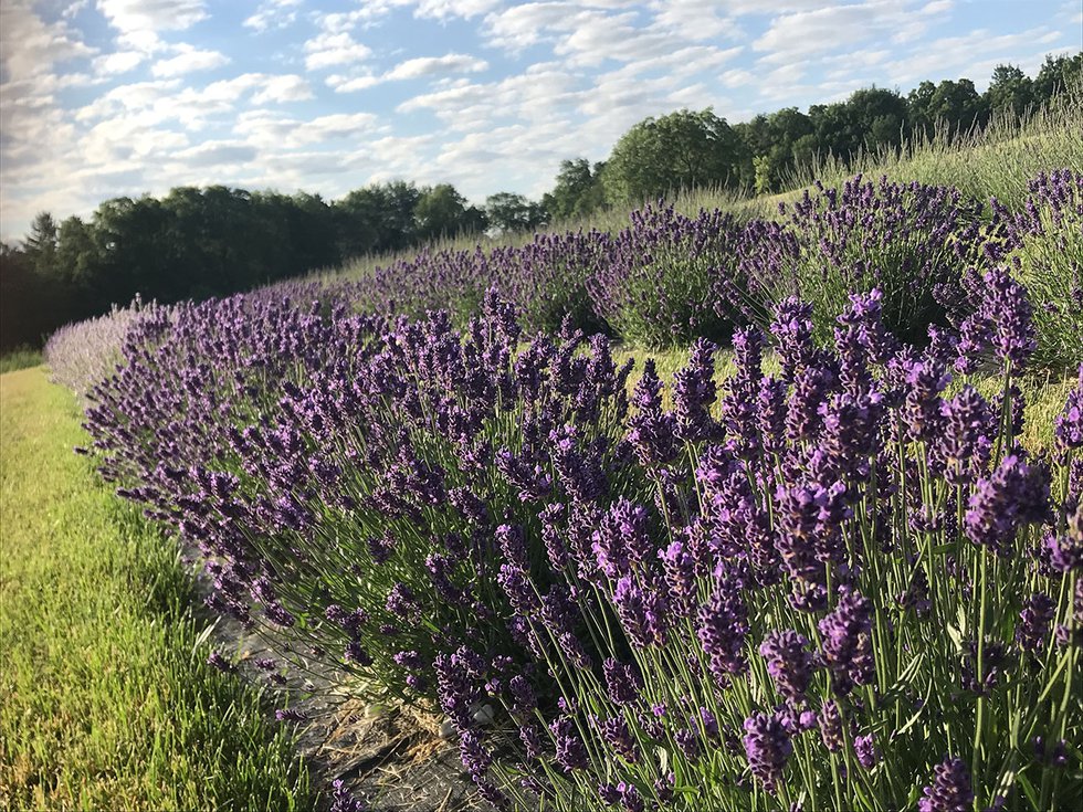 Indigo Ridge Lavender Farm.