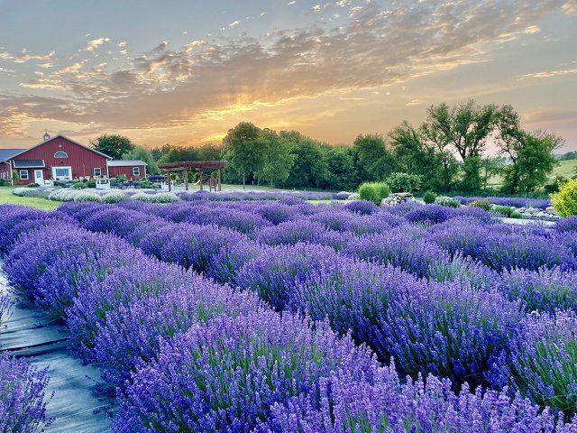 New Life Lavender and Cherry Farm.